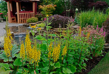 Fototapeta na wymiar The pond area in an aquatic garden and planted rockery, Ligularia and selection of flowers, shrubs and grasses