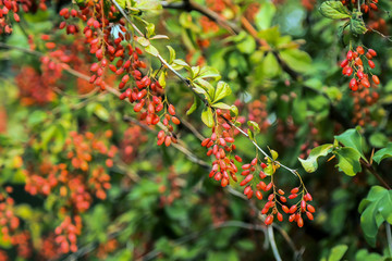 ripe red goji berries on a branch in autumn