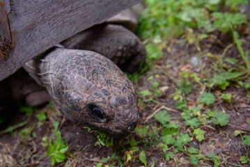 Portrait of tortoise,  during 19th annual Galápagos Tortoises weighing event  at Riga Zoo.