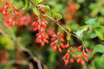 ripe red goji berries on a branch in autumn