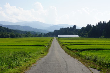 田舎の風景　水田と農道