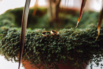 Wedding rings of the bride and groom close-up on grass
