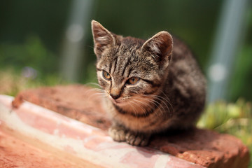 Tabby kitten sitting in garden, near water, summer sunny day, in background greenhouse, close up view