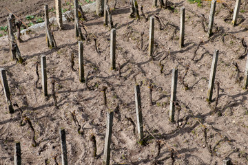 Finca prepara para cultivo de viñas con postes de piedra granítica, Galicia. España.