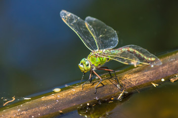 dragonfly on a green leaf