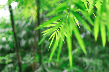 Green bamboo leaves with selective focus on blurred background.