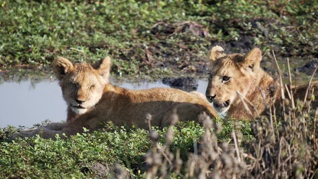 close view of two lion cubs looking towards the camera at a waterhole in masai mara national reserve in kenya, africa