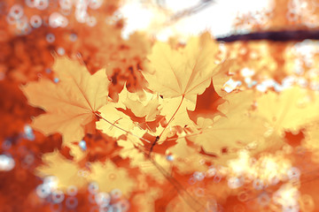 Abstract blurred background of an autumn park / beautiful landscape with highlights and bokeh on a sunny day in a yellow autumn city park