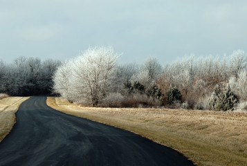 Obraz na płótnie Canvas Frosting on the Trees 
