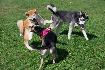 Naklejka na ściany i meble Siberian husky, akita inu puppy and black mongrel are playing on a green meadow in the park. Pet animals.