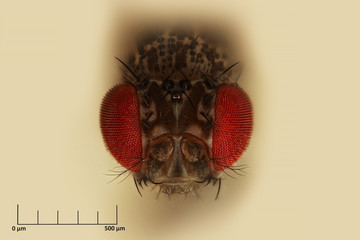 Drosophila, Fruit Fly