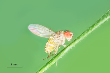 Drosophila, Fruit Fly