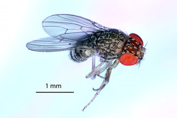 Drosophila, Fruit Fly