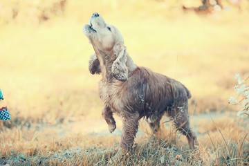 American cocker spaniel / beautiful thoroughbred dog in summer outdoor walk