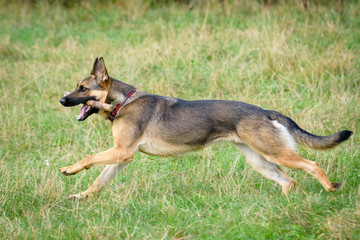 Beautiful Young Black German Shepherd Dog