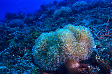 coral reef macro / texture, abstract marine ecosystem background on a coral reef