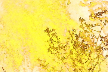 grass in the sun