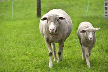 Anather Shaf und ein Lamm mit grüne Gras.