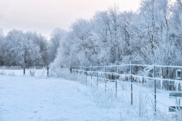 winter rural landscape with snowy trees and fence