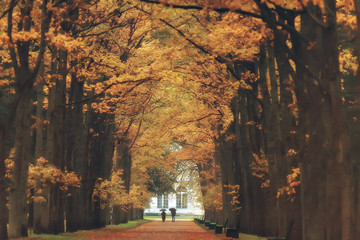 Naklejka premium October landscape / autumn in the park, yellow October trees, alley in the autumn landscape