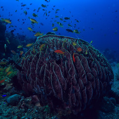 coral reef underwater / lagoon with corals, underwater landscape, snorkeling trip
