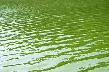 Green Water Pattern