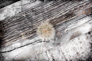 Dandelion seeds on rustic wooden background - selective focus on dandelion seeds