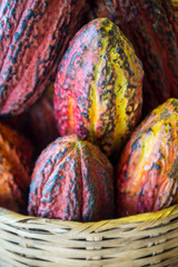 Basket of ripe red cacao pods piled in soft tropical sunlight at a beach bar in Bahia, Brazil
