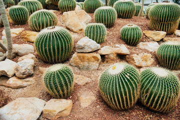 cactus in a glass greenhouse for protection in The Conservatory and Botanical Garden.