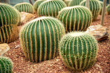 cactus in a glass greenhouse for protection in The Conservatory and Botanical Garden.