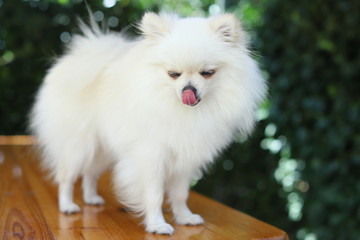 Close white pomeranian dog in green summer background