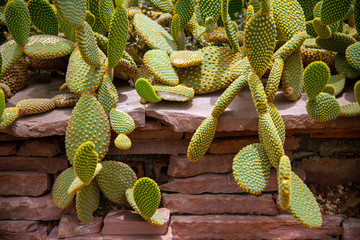 beautiful Cactus Opuntia species bunny ears in garden.