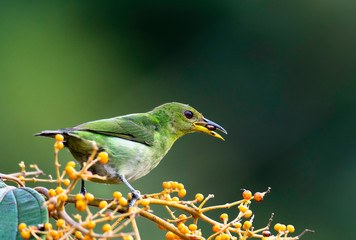 A female Green Honeycreeper feeding on Miconia berries in the rain forest of Trinidad.