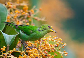 A female Green Honeycreeper feeding on Miconia berries in the rain forest of Trinidad.