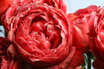 background fold flower macro / red flower, abstract aroma background gentle summer rose