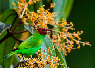 A Bay-headed Tanager perches in a Miconia tree in a tropical rain forest.