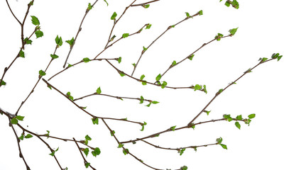 Naklejka premium white background branches small leaves spring / isolated on white young branches with buds and leaves, spring frame