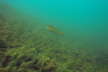 ecosystem underwater pond / landscape underwater photo diving in fresh water, green world algae and fish in river depth