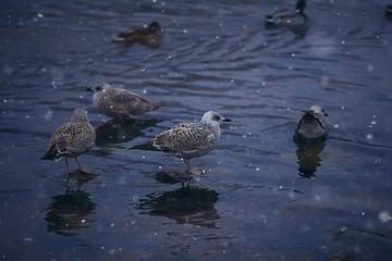 wintering birds / bird flock, winter lake, wild birds on winter lake, seasonal, migratory ducks