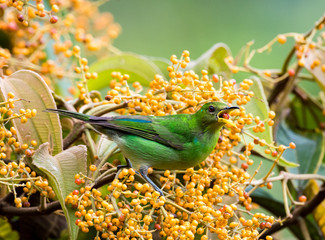 A female Green Honeycreeper feeding on Miconia berries in the rain forest of Trinidad.