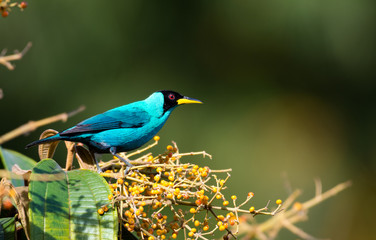 A male Green Honeycreeper perches amongst the bright orange berries of the Miconia tree in the rain forest of Trinidad.