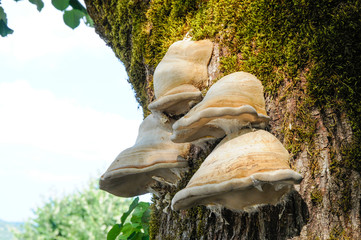 mushrooms on the tree stem