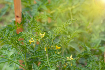 Rich harvest in a summer garden. Selective focus