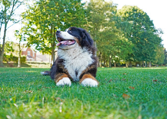 large Bernese Mountain Dog lying on the green grass in the dog friendly park, looking away from the...