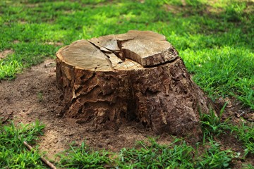 Tree stump in the forest 02