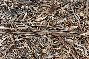 Australia forest floor with dried twigs and leaves.