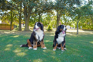Two Bernese Mountain Dogs sitting on the green grass in the dog friendly park, looking away from the camera and each other, tongues out, panting.