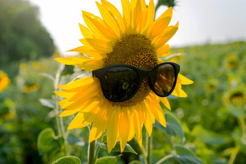 Sunflower In sunglasses. Ukraine. July 21, 2019.