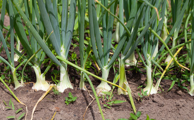 Rich harvest in a summer garden. Selective focus