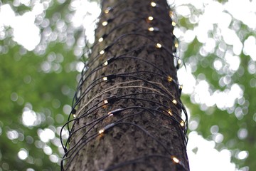 Tree trunk with LED lighting 03